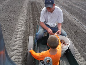 Planting potatoes one row at a time