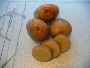 Yukon Gem - Excellent all purpose potato. Yellow skinned medium to large tubers with darker yellow flesh. Similar to Yukon Gold, but with higher more uniform yield. Resistant to common scab. Mid-season maturity. 