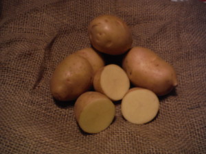 Charlotte. Yellow smooth skin. Deep yellow flesh. Long oval tubers. Stays firm when cooked. Rich flavor. Early maturity.