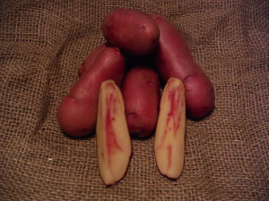 French Fingerling - Gourmet quality large fingerling tubers with smooth, dark rose, waxy skin and yellow flesh slashed with pink. Exceptional quality with nutty flavor, multi-purpose potato. Mid to late maturity. Moderate resistance to common scab. 