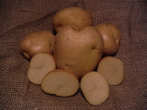 Kennebec - High yield large tubers. Smooth creamy skin with white flesh. stays firm when cooked. Mid season maturity.