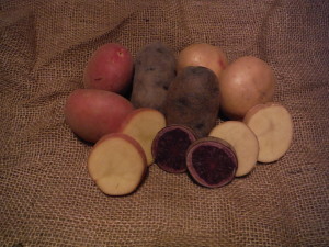 Organic Seed Potatoes Rainbow Mix - Red Mozart, All Blue, Yukon Gem 